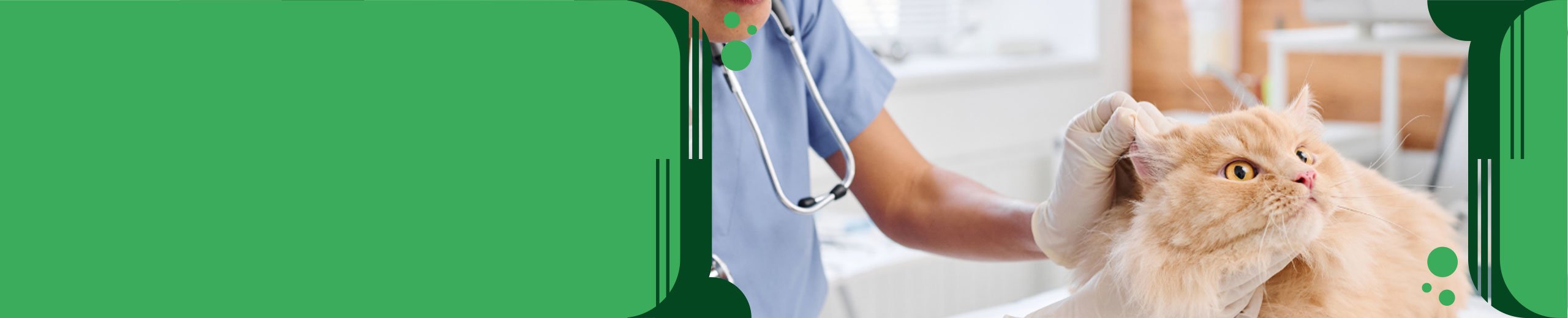Otitis en Gatos: Abordaje Profesional y Tratamiento