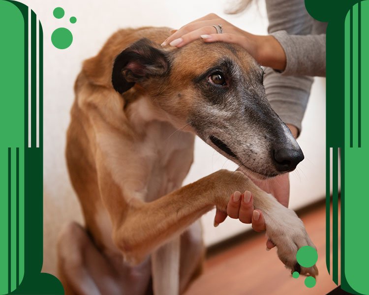 Artrosis en Perros: La perspectiva Veterinaria del 2023