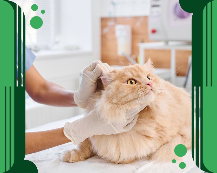 Otitis en Gatos: Abordaje Profesional y Tratamiento