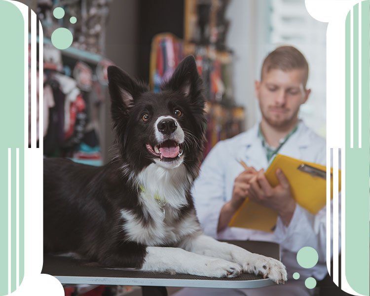 Tácticas de marketing para potenciar un Petshop