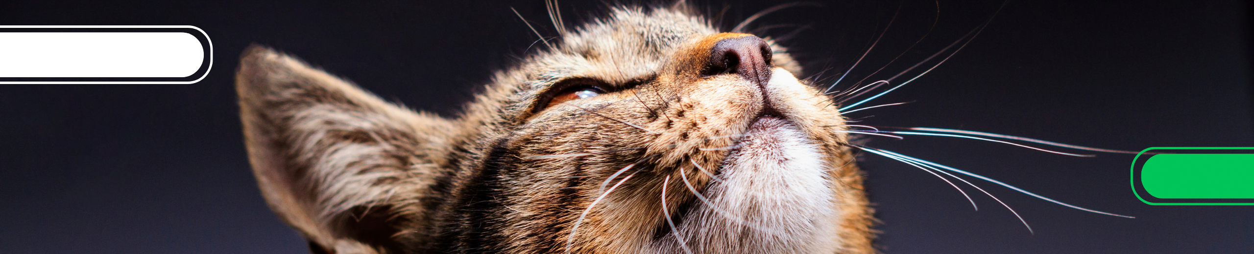 Otitis en Gatos: Abordaje Profesional y Tratamiento