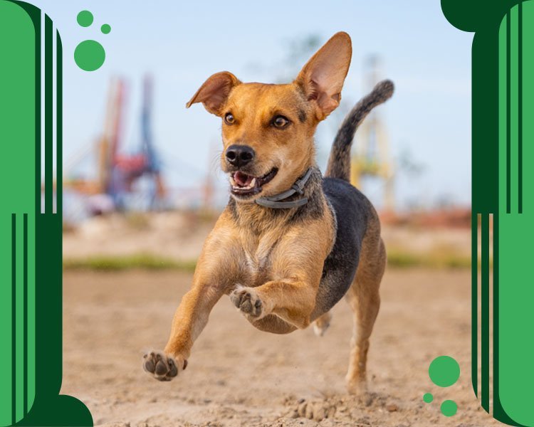Condromax Pet – Ourofino