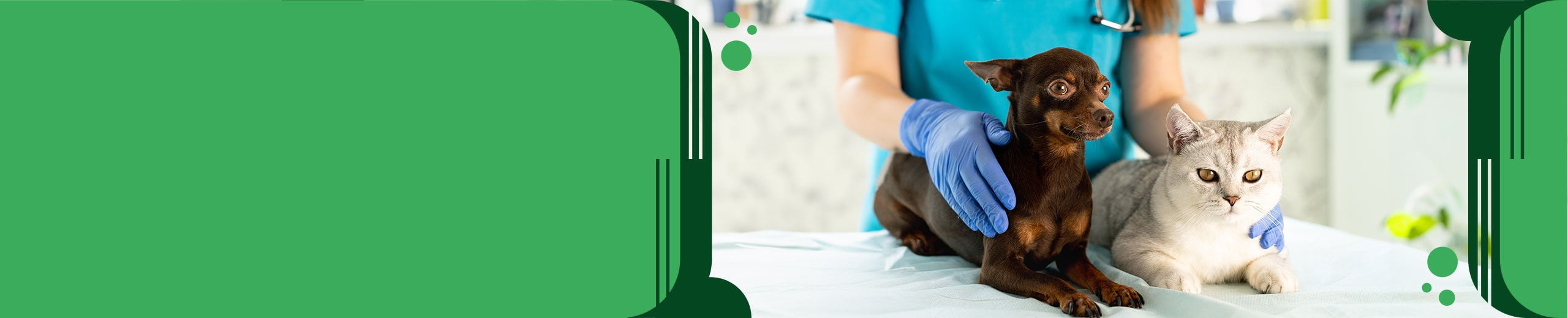 Petcell: 5 beneficios de este suplemento vitamínico