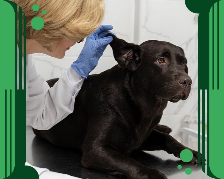 Cómo Identificar y Tratar la Otitis en perros