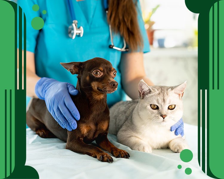 Petcell: 5 beneficios de este suplemento vitamínico