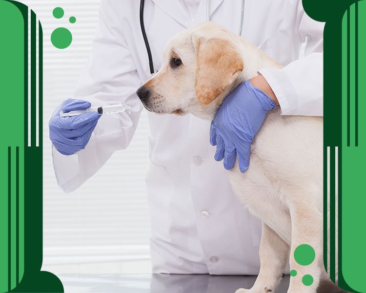 Biocanis: La CLAVE para una microbiota intestinal sana
