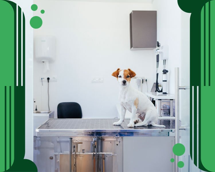 Herbalvet: El mejor desinfectante para clínicas veterinarias