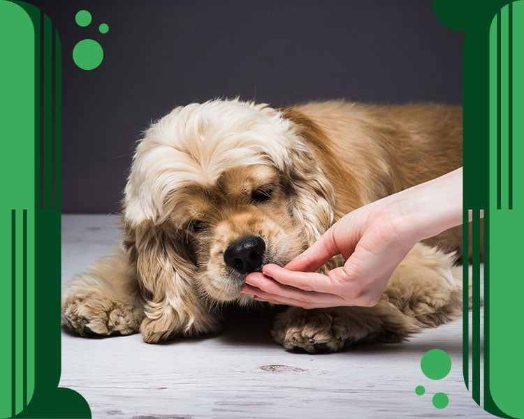 Endog: La solución segura para desparasitar perros